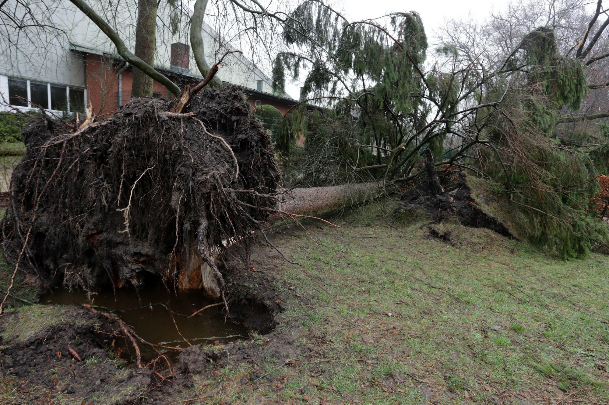 Grand arbre déraciné, couché dans un jardin après un coup de vent