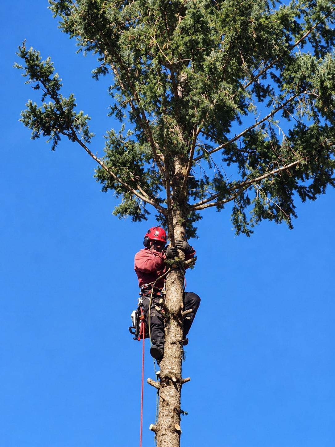 Élagueur-grimpeur encordé au sommet d'un conifère en cours de démontage, sous un ciel bleu
