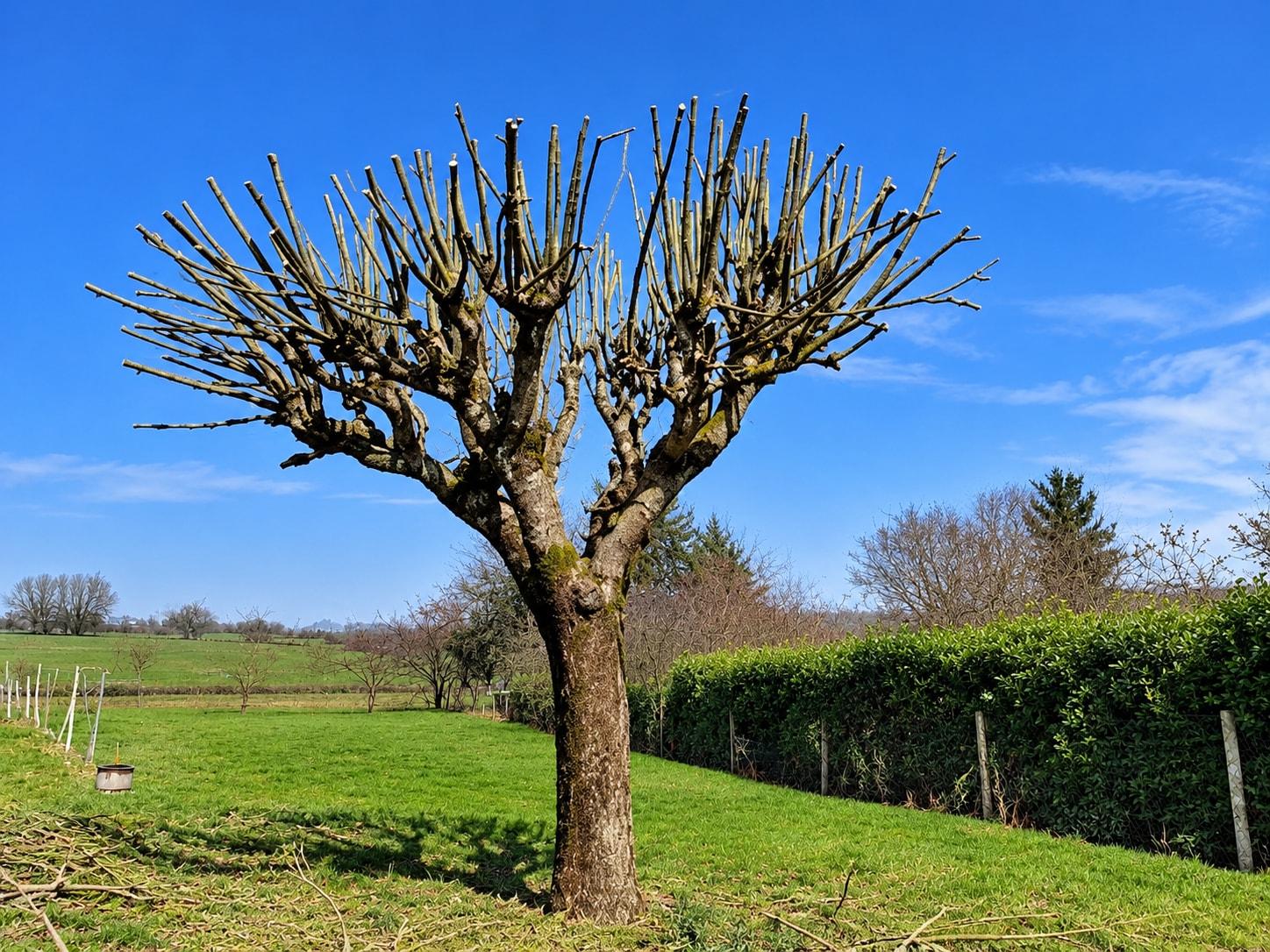 Le même arbre après la taille : couronne réduite et régulière sous un ciel bleu