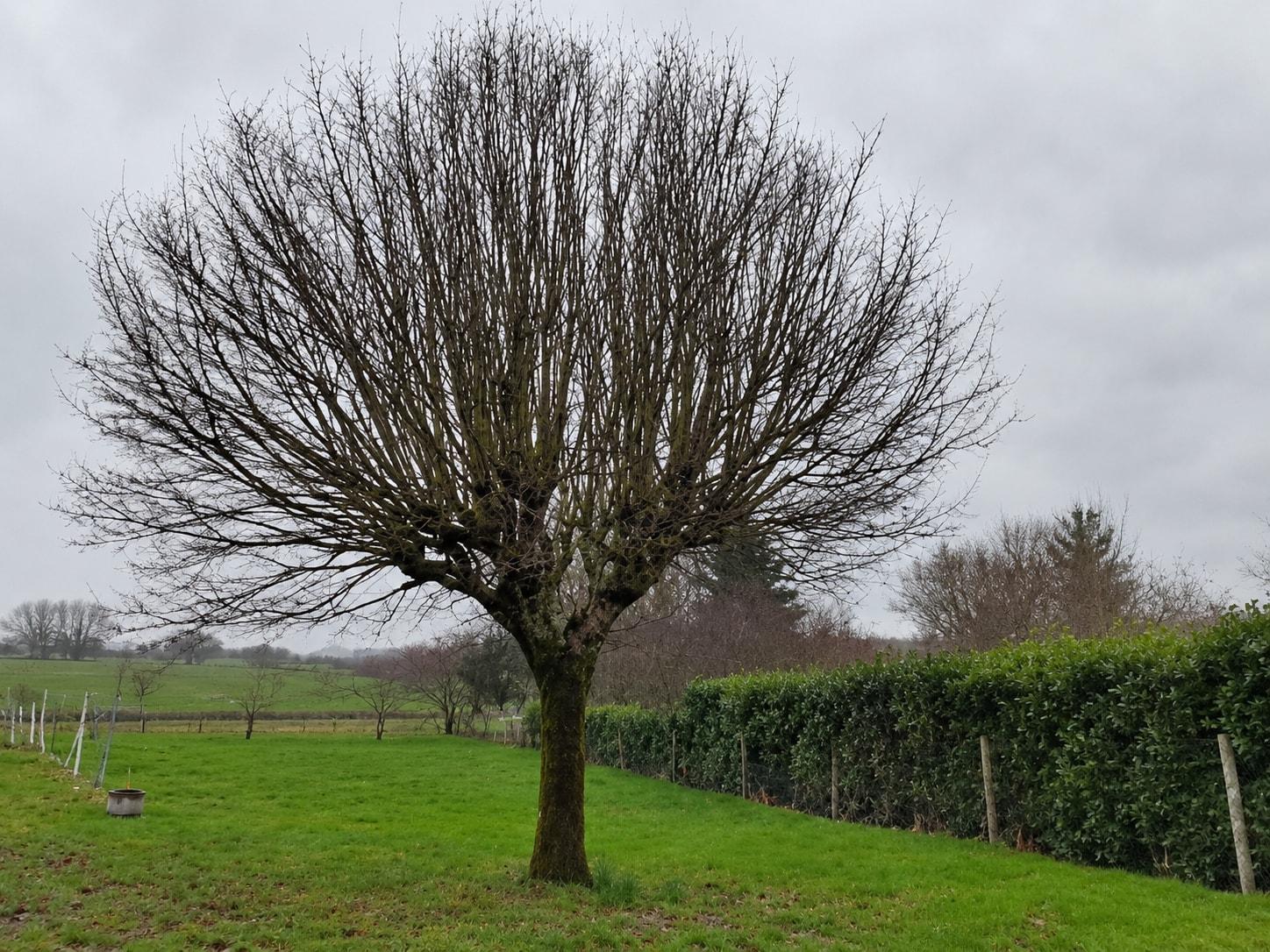 Arbre d'ornement avant la taille : couronne dense de longs rejets