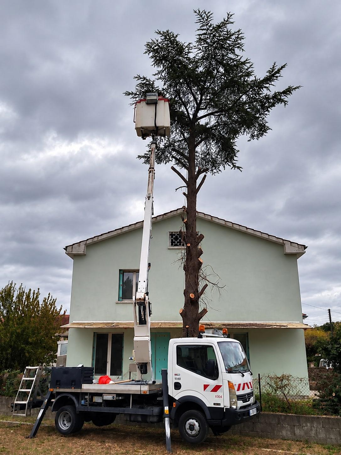Le même cèdre vu de face : branches basses coupées au ras du tronc, nacelle levée à hauteur de la cime