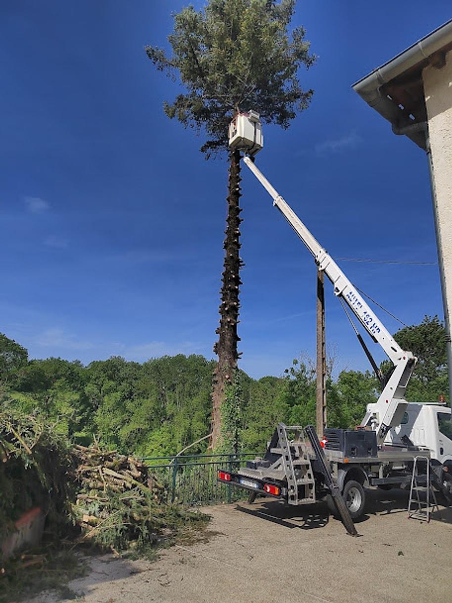 Nacelle au sommet d'un conifère ébranché, branches coupées rassemblées au pied de l'arbre