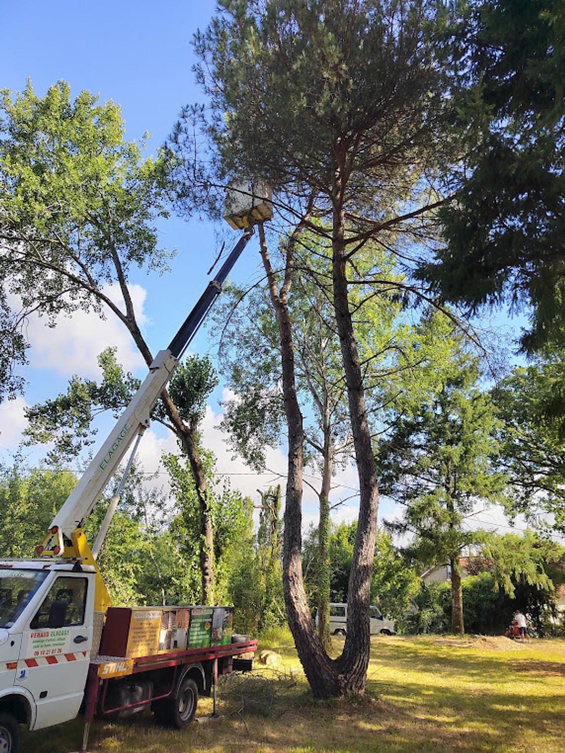 Camion-nacelle Renaud Élagage déployé dans la couronne d'un pin parasol